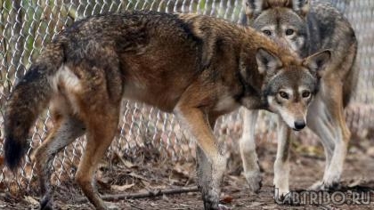В Могилевской области волки нападают на фермы и убивают телят