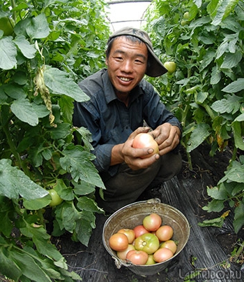 Китайцы выращивают овощи